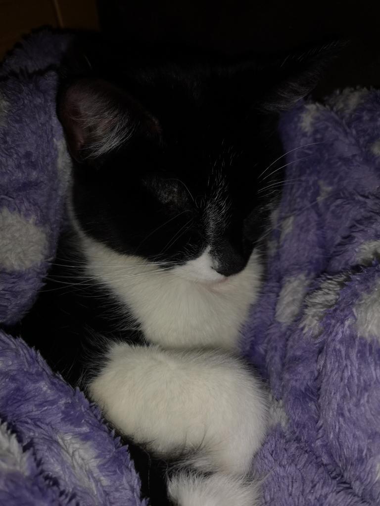 #Reunited with my beautiful cat!!! THANKYOU SO MUCH FOR ALL THE RETWEETS AND MESSAGES ❤️❤️❤️

#catfound #kitten #lostcat #retweet #share #cat #london #shoreditch #haggerston #tuxedocat #missing #found #fluffy #happy #like #uk #baby #nala