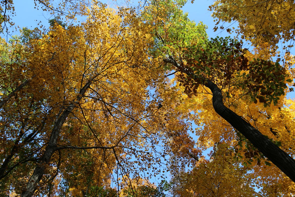Todd_the_Hiker's tweet photo. It was a perfect fall day...sunny, blue skies and cool, crisp autumn air...to enjoy a hike on the trails up at #CaesarCreek @OhioStateParks!! @ohiodnr #FallidaysInOhio #OhioFall18 https://t.co/h0GbyxDI9w