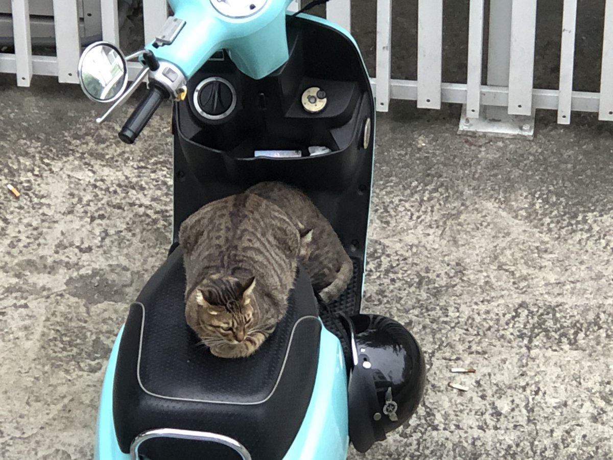 sherry_mslu's tweet image. 一大早起床看到的街景
#MorningTainan #HelloCat