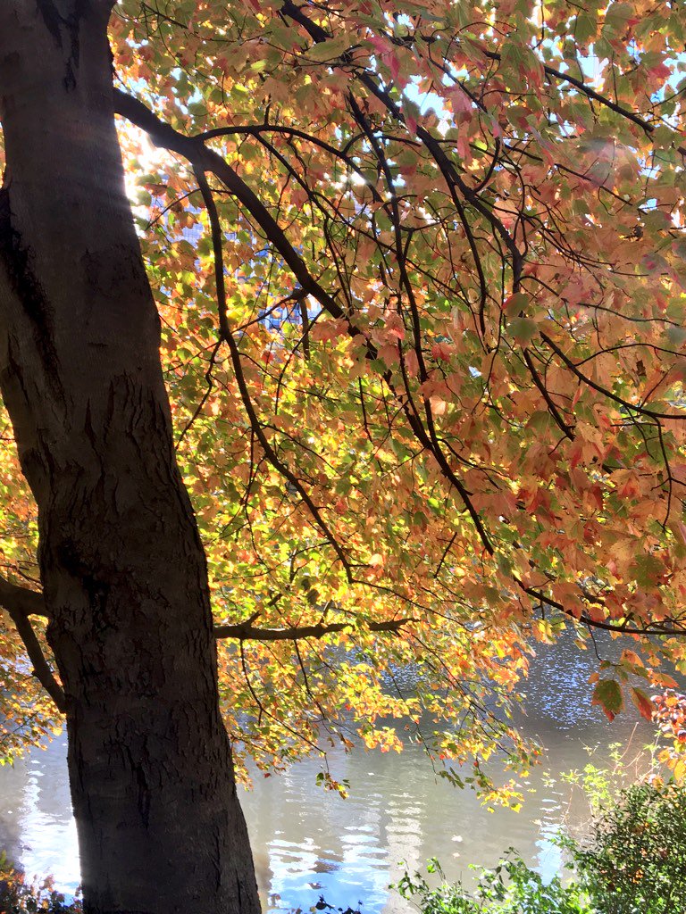 #autumninnyc #autumncolors #CentralPark #CentralParkFoliageWatch #I❤️NY #citygirl #weekendvibes #weekendinnyc #walk