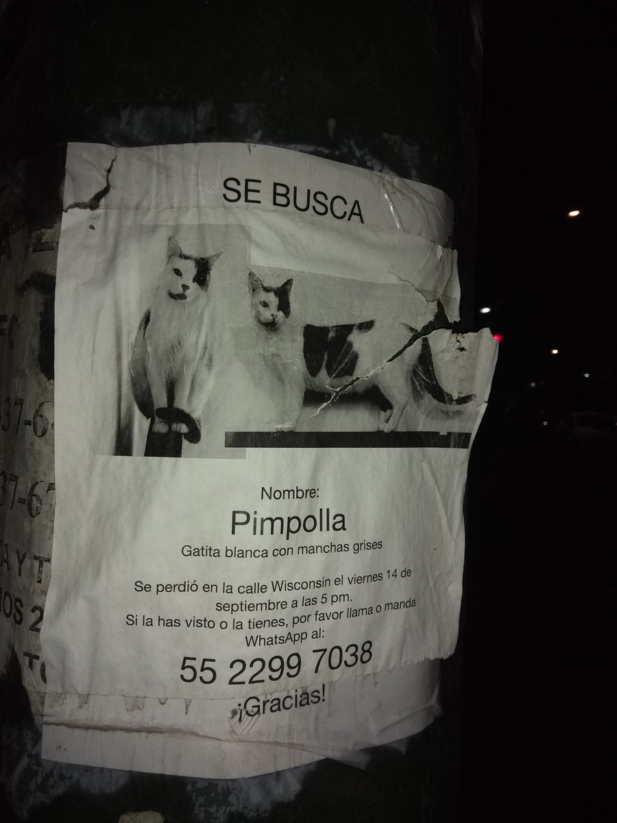 ZeroAbandonados (@abandonadoszero) on Twitter photo Gata blanca negra blanco y negro perdida extraviada en <a href="/LaNapoles_News/">LaNapoles_News</a> <a href="/colnapoles/">Colonia Nápoles</a> <a href="/VecinosNapoles1/">VecinosNapoles</a> <a href="/vecinosnapoles/">vecinosnapoles</a> <a href="/MascotasSismo/">Mascotas Sismo</a> <a href="/fellpudito/">Israel González</a> <a href="/PrrosPerdidosMX/">PerrosPerdidosMx</a> <a href="/078Cao/">Gatuna</a> <a href="/911Canino/">LocaCan -911Canino-</a> <a href="/lagateria/">La Gatería</a> Gata blanca negra blanco y negro perdida extraviada en <a href="/LaNapoles_News/">LaNapoles_News</a> <a href="/colnapoles/">Colonia Nápoles</a> <a href="/VecinosNapoles1/">VecinosNapoles</a> <a href="/vecinosnapoles/">vecinosnapoles</a> <a href="/MascotasSismo/">Mascotas Sismo</a> <a href="/fellpudito/">Israel González</a> <a href="/PrrosPerdidosMX/">PerrosPerdidosMx</a> <a href="/078Cao/">Gatuna</a> <a href="/911Canino/">LocaCan -911Canino-</a> <a href="/lagateria/">La Gatería</a>
