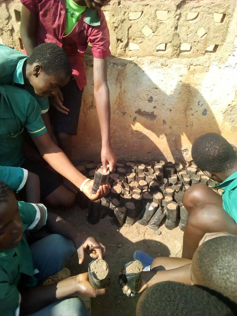 Students sowing tree seeds, to be transplanted this coming rainy season in Wimbe zone, kasungu,Malawi.