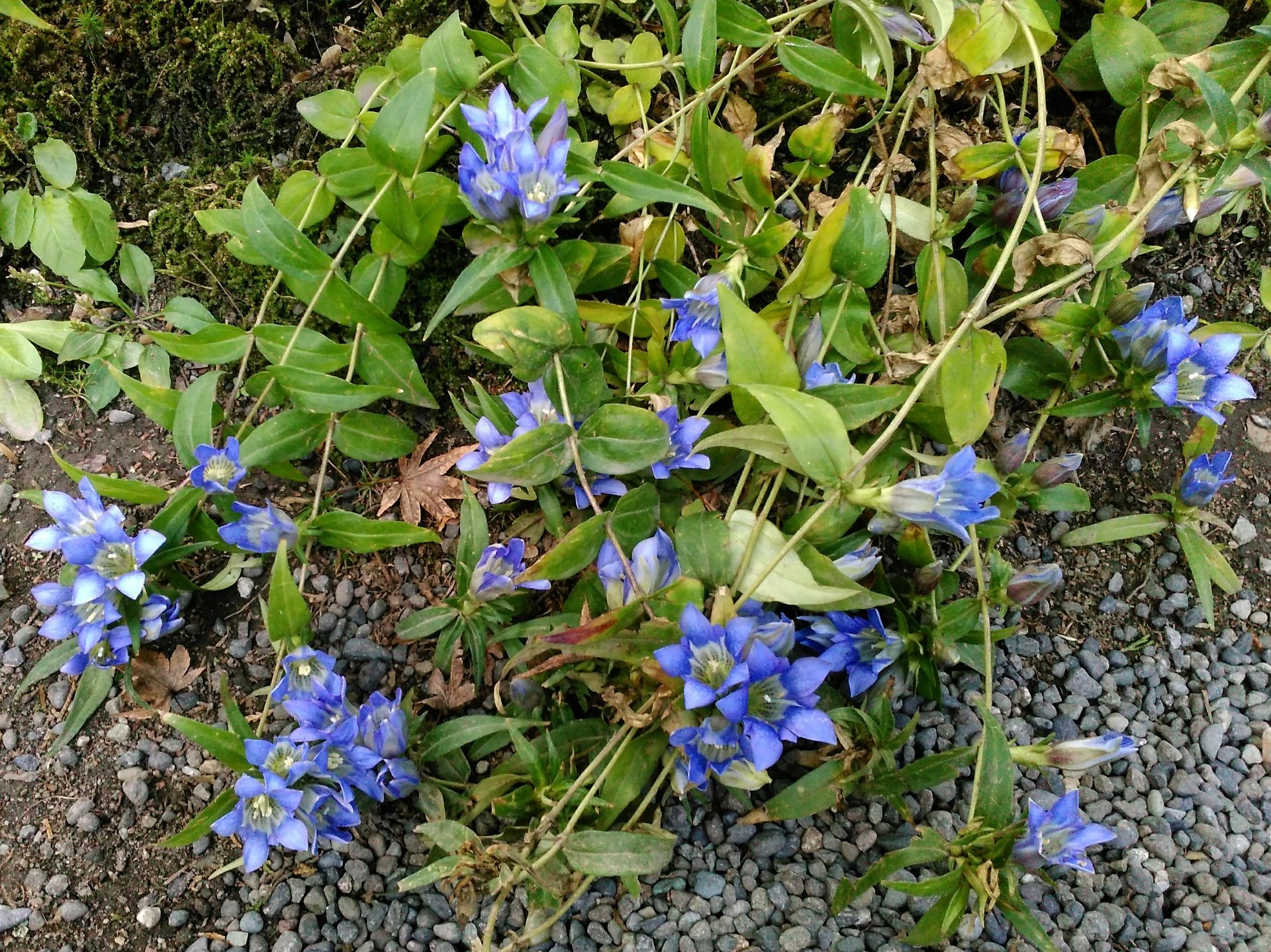 Aito Toyoake Twitter पर 笹竜胆 ササリンドウ りんどう リンドウ 竜胆 Japanesegentian Gentian 明月院 北鎌倉 鎌倉 花 花の写真 はなまっぷ T Co Gxs1wirp6h Twitter