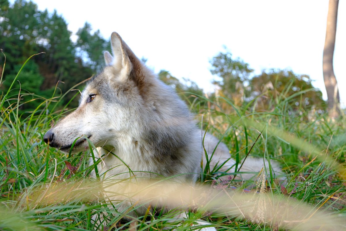 狼と俳優 横顔もカッコいいです 狼 オオカミ 狼犬 大型犬 犬の横顔写真展 犬好きな人と繋がりたい 仲良し Wolf ウルフ ウルフドッグ ハイブリットウルフ かわいいと思ったらrt 動物 カメラ好きな人と繋がりたい 写真好きな人と繫がりたい