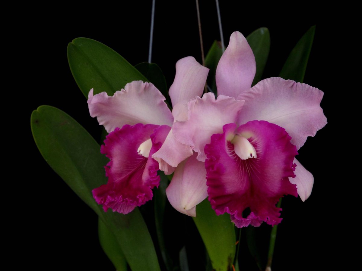 Starting the new week with this $hybrid. Rlc. Yen Perfection x Rlc. Saengsubin. #musthave