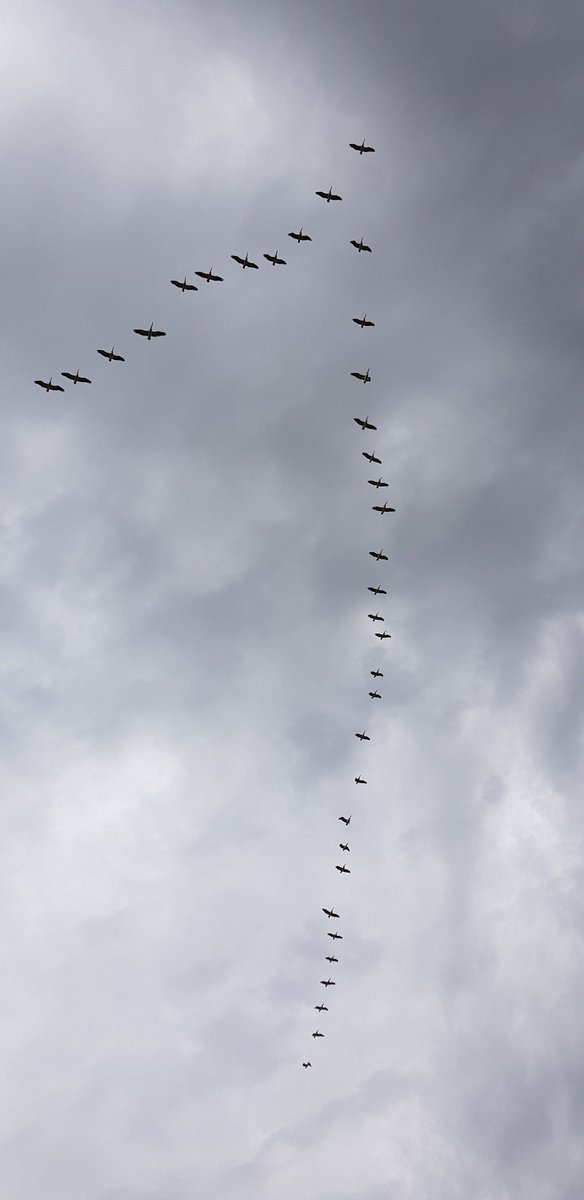 dr_dbw's tweet photo. Now that's a flock of pelicans!
#Birds #BirdWatching #AussieBird #GoldFieldsVictoria #Ullina https://t.co/OitJwI2Gks