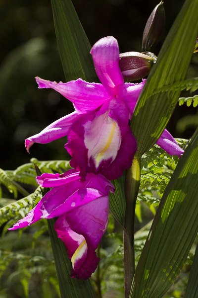 The #beautiful Stelis eublepharis. #Orchid #flowers
