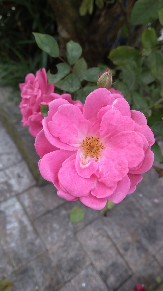 JoiceGranado's tweet photo. It is not enough to resist, it has to flourish.
#Flowers #Nature #beauth https://t.co/QsIpFYZy76