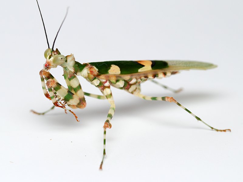 洋書 MANTODEA カマキリ 洋書 MANTODEA カマキリ 洋書 MANTODEA