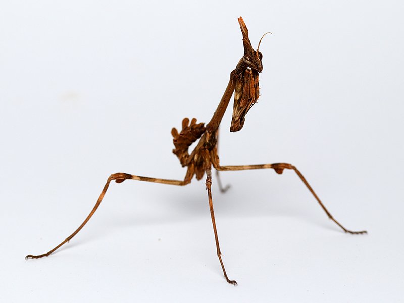 ট ইট র 箕面公園昆虫館 箕面で生体展示中のカマキリ ヨウカイカマキリ幼虫 Empusa Pennata 分布 ヨーロッパ南部 中東 アフリカ北部 名前の通り妖艶なカマキリです 館長 さいきょうのかまきり