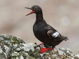 k2norq's tweet photo. I used "guillemot" as a placeholder and it stuck and now I think I need to write a comedy. 

#NaNoWriMo18 #NaNoWriMo #NaNoConfessions https://t.co/roRPdSb4OS