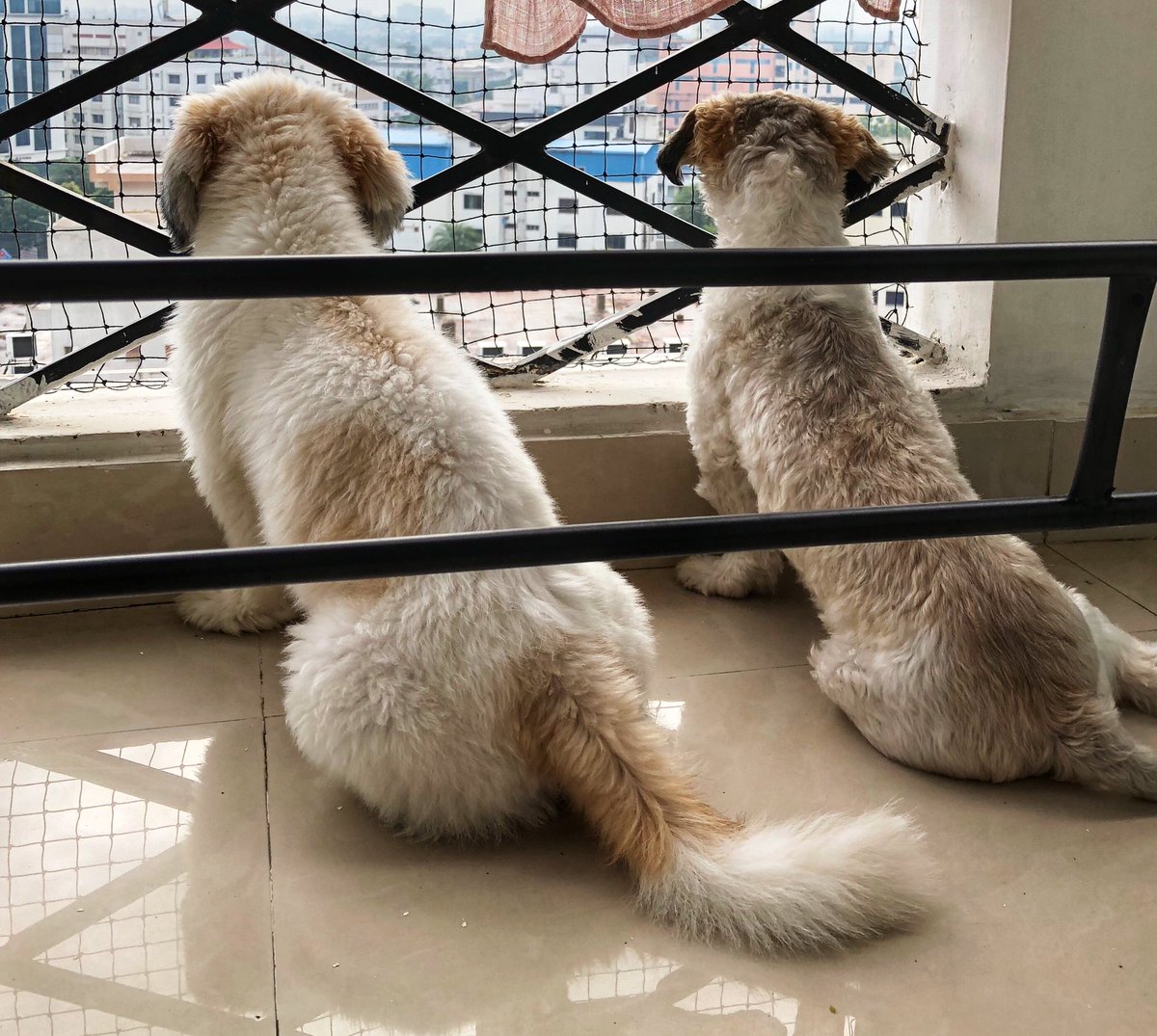 These two enjoying the view on a rainy #Chennai morning! And Luna is one year old! ❤️❤️ #shihtzu #shihtzusofinstagram #dogsofchennai #shihtzusofchennai #happybirthday #oneyearold