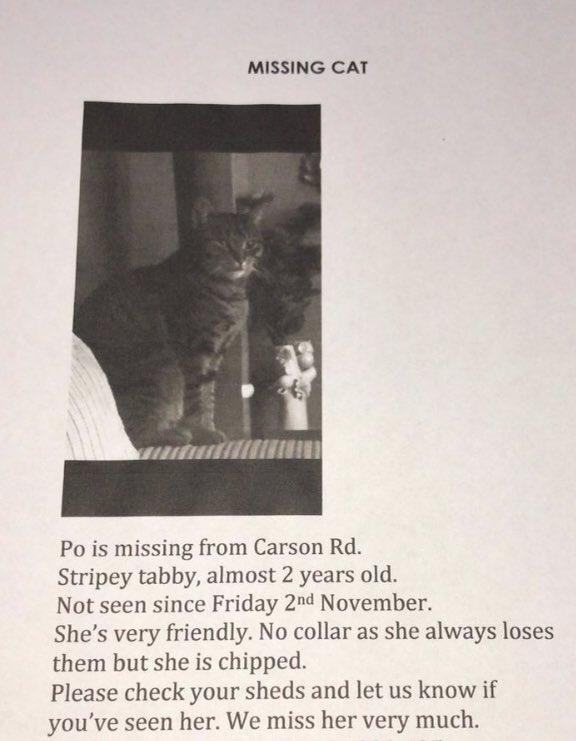 BillybeePea's tweet image. Missing cat! #levenshulme  #levycat