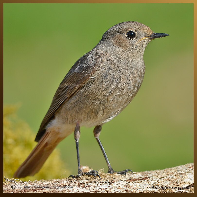 Lina Amaric On Twitter Je Fais Mon Enquête Si Cet Oiseau