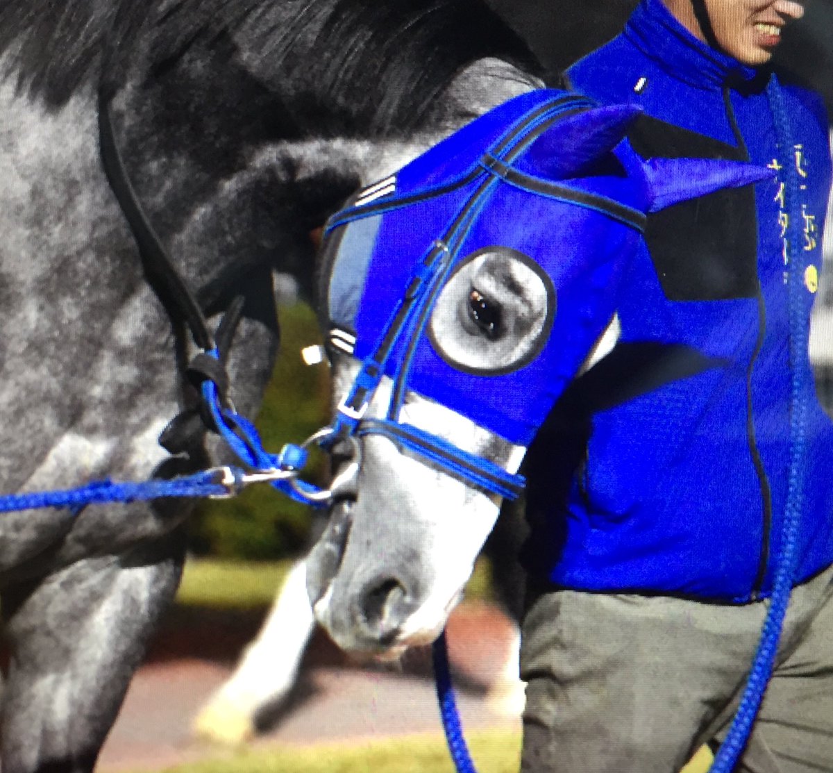 キリン 劇画タッチの眉 ヒロノカイザー 眉毛馬 キリン 劇画タッチの眉 ヒロノカイザー 眉毛馬