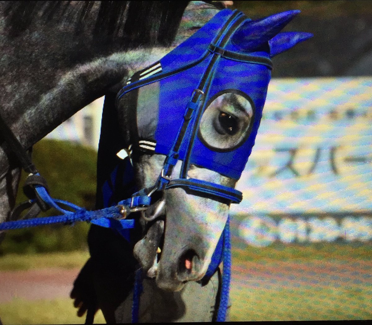 キリン 劇画タッチの眉 ヒロノカイザー 眉毛馬 キリン 劇画タッチの眉 ヒロノカイザー 眉毛馬