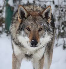 Lingénu On Twitter Beauté Et Caractère Le Chien Loup