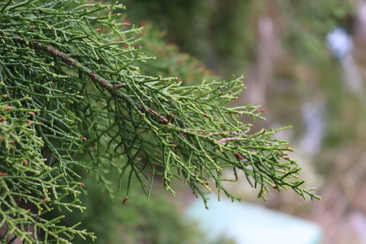 macrow54's tweet photo. The Huon Pine Lagarostrobus franklinii has been used for boat building in #tassie due to its strength and light weight. Very slow growing and endangered #huonpine https://t.co/q3vm4Lxzbc