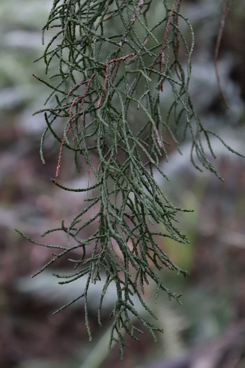 macrow54's tweet photo. The Huon Pine Lagarostrobus franklinii has been used for boat building in #tassie due to its strength and light weight. Very slow growing and endangered #huonpine https://t.co/q3vm4Lxzbc