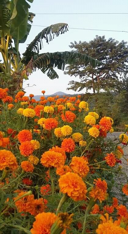 iAmLnk29's tweet image. Flowers festival...
#One_day_to_go..
