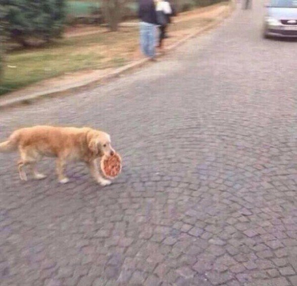 AnimalsNBeyond's tweet photo. sneaking out of a party like https://t.co/6L3twadg95