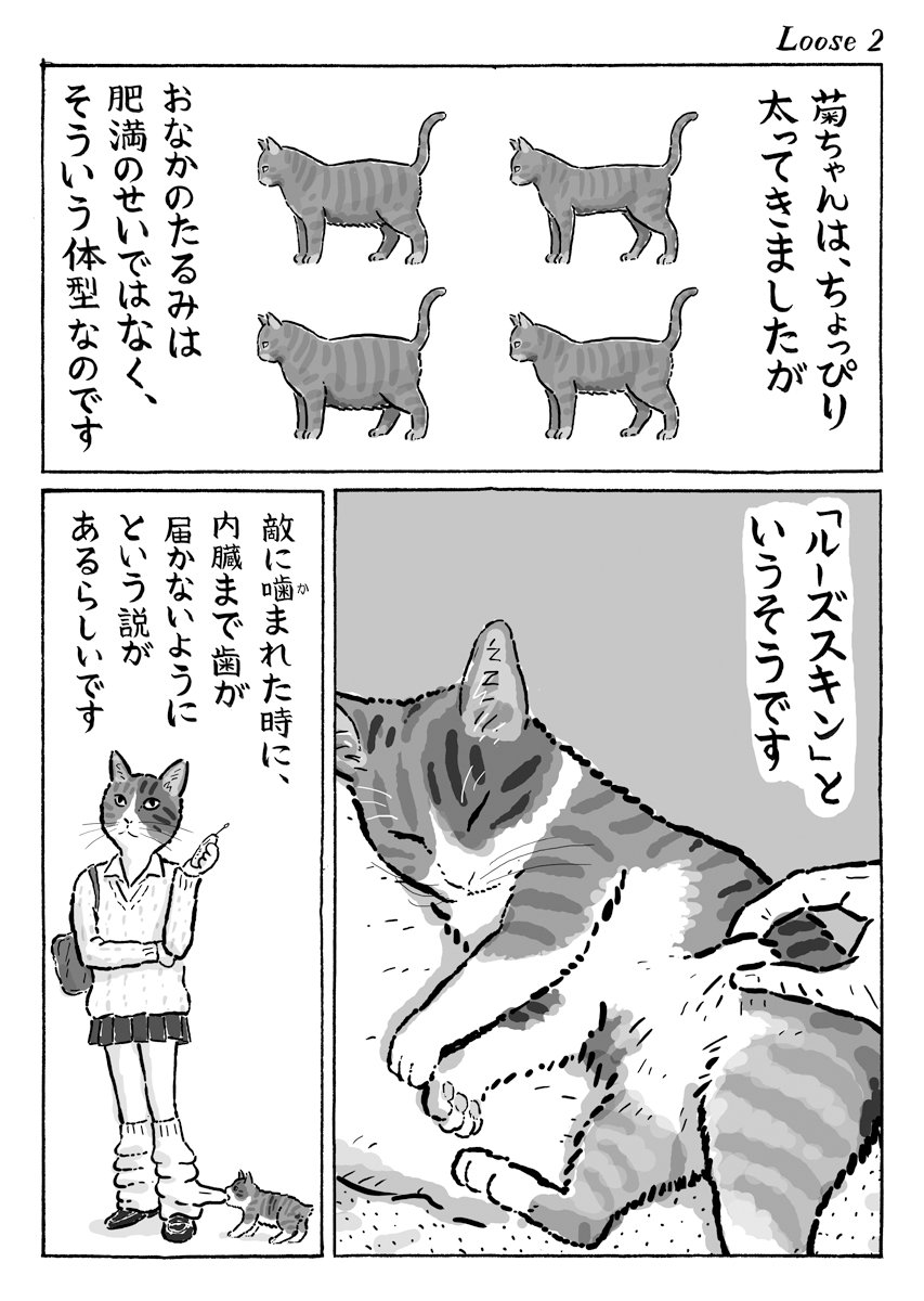 2ページ猫漫画「菊ちゃんのたるみ」 #ルーズスキン #原始的な袋 
