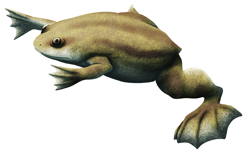 Anura & Lepidosauria working group tweet media