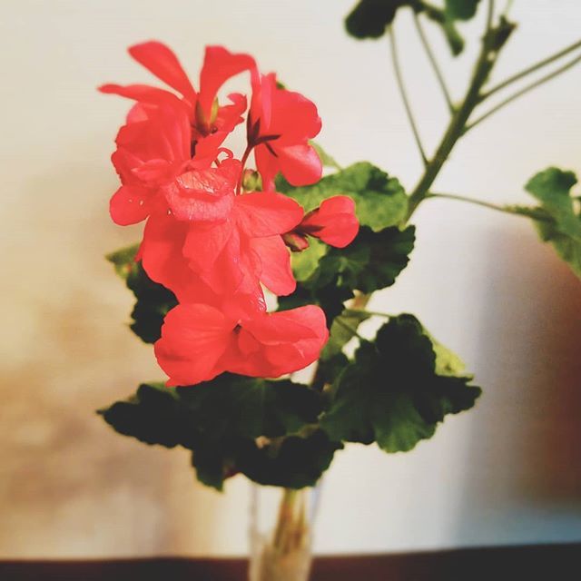 赤いゼラニウム Twitter Search Twitter