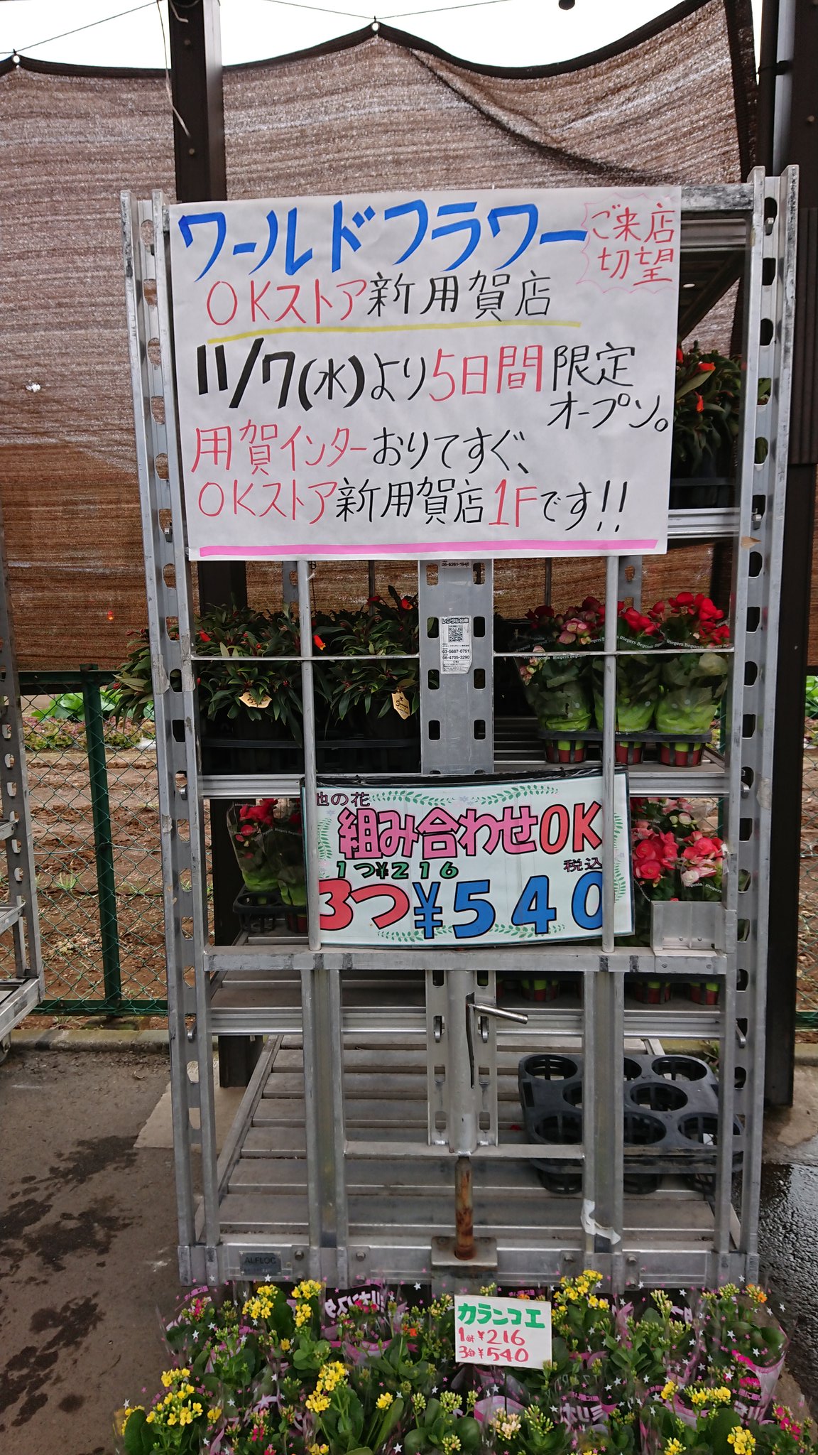 ワールドフラワーすみれが丘店 ワールドフラワー新用賀店 限定オープンまで後3日です 用賀インターすぐ近くのokストア新用賀 店の1階におじゃまします すみれが丘店ともどもよろしくお願いします 鉢苗中心に販売するのでぜひ新用賀店にもご来店ください