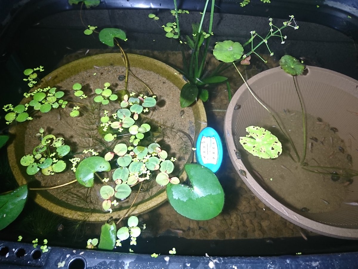 O Xrhsths 青寝 ブルーネル Sto Twitter 第五80型ビオトープ メダカ稚魚ミックス それぞれ水草寄せ植え 浮草ミックス 温帯性睡蓮 アサザ ナガバオモダカ マツモがはいってます O Xrhsths 青寝 ブルーネル Sto Twitter 第五80型ビオトープ メダカ稚魚ミックス それぞれ水草寄せ植え 浮草ミックス 温帯性睡蓮 アサザ ナガバオモダカ マツモがはいってます