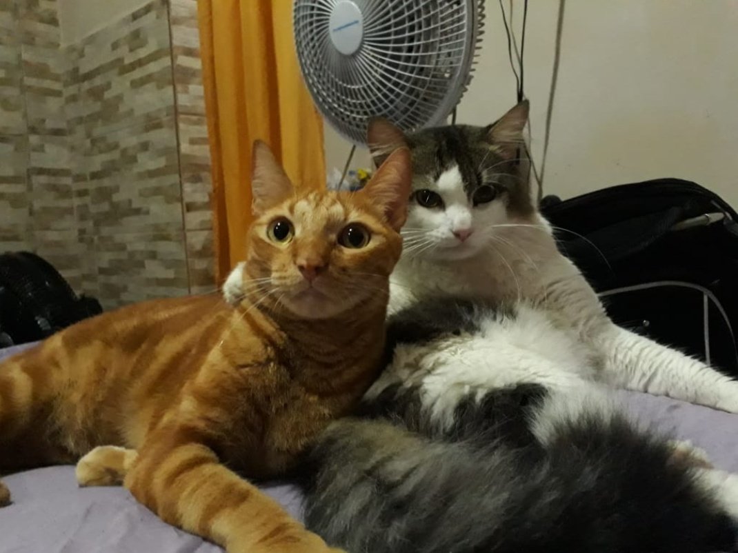 fofurentos's tweet photo. Lion e Sabry ❤️ via dm https://t.co/y7YAOwhmn2