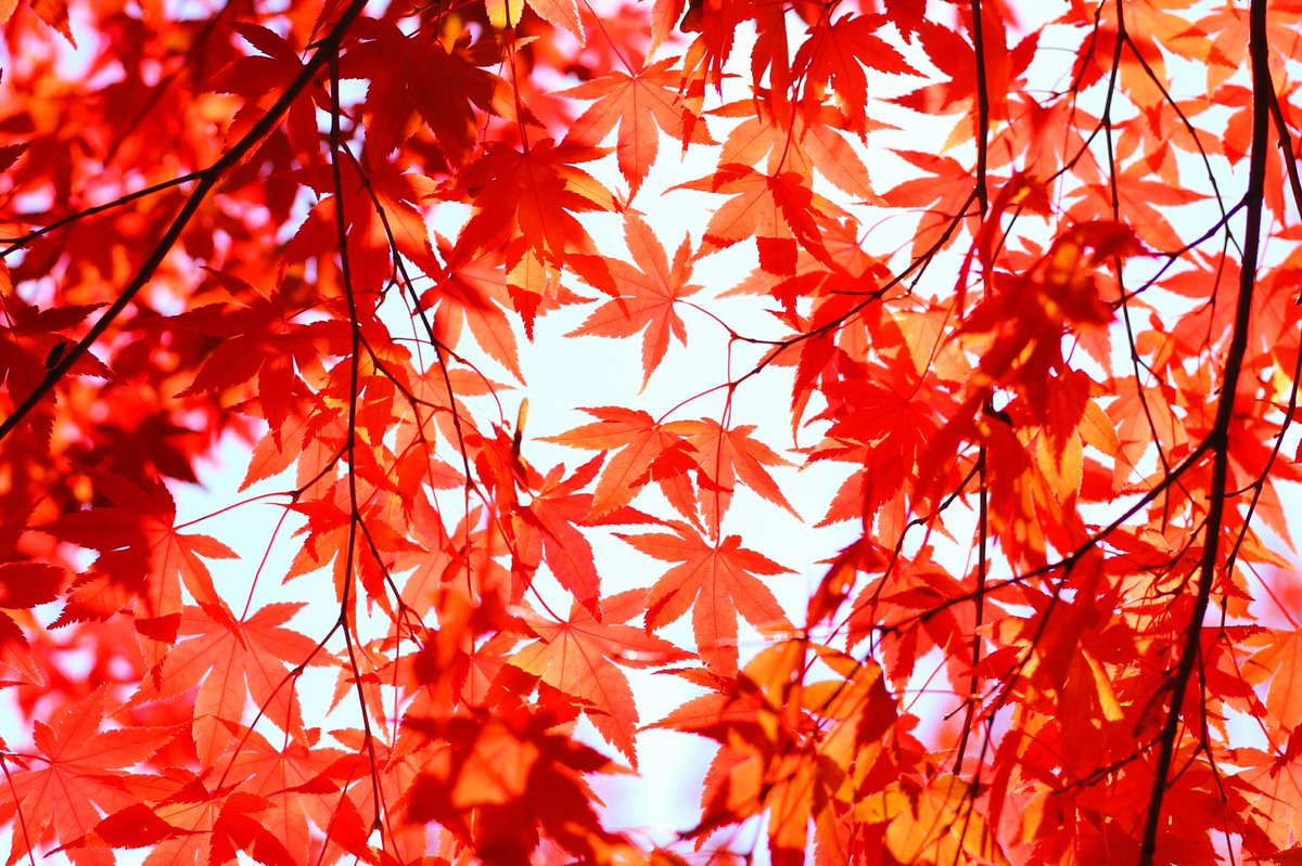 ss_sskm's tweet photo. あか
#写真好きな人と繋がりたい #写真撮ってる人と繋がりたい #ファインダー越しの私の世界 #キリトリセカイ https://t.co/Sf0CtRsJ4L