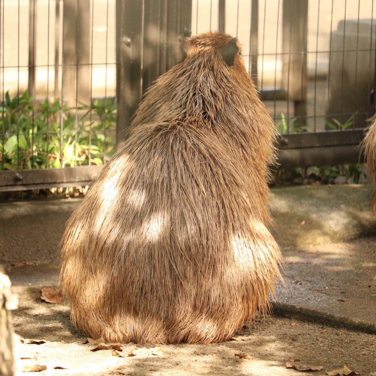 Uzivatel こやまし Na Twitteru おしりの日 井の頭自然文化園 で撮影 カピバラ Capybara Capibara Capivara Capivaras Carpincho Kapibara Kapybara 水豚 카피바라 Hip Uzivatel こやまし Na Twitteru おしりの日 井の頭自然文化園 で撮影 カピバラ Capybara Capibara Capivara Capivaras Carpincho Kapibara Kapybara 水豚 카피바라 Hip