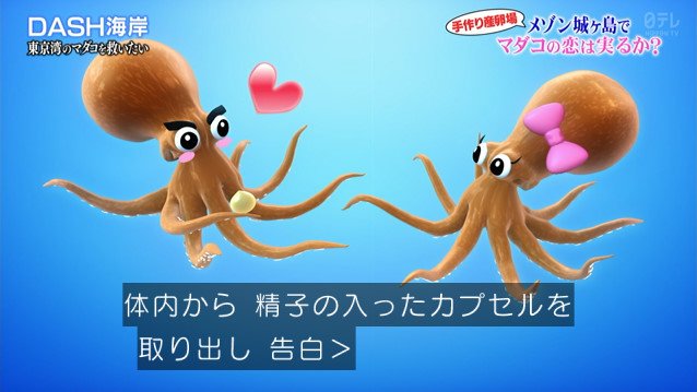 マダコに感情移入しすぎた 鉄腕dash の水中カメラマン 天敵ウツボの登場にカメラを放り投げてタコを助けてしまう 2ページ目 Togetter