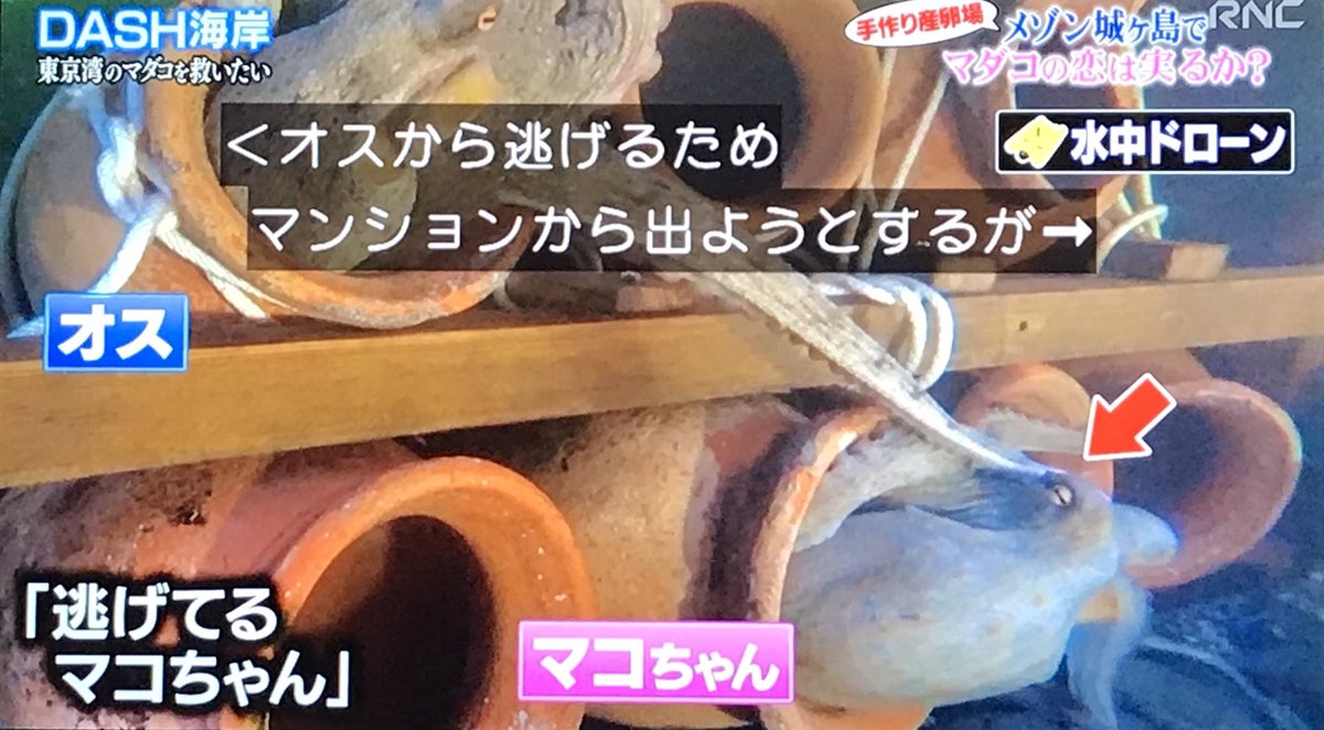 マダコに感情移入しすぎた 鉄腕dash の水中カメラマン 天敵ウツボの登場にカメラを放り投げてタコを助けてしまう 2ページ目 Togetter マダコに感情移入しすぎた 鉄腕dash の水中カメラマン 天敵ウツボの登場にカメラを放り投げてタコを助けてしまう 2ページ目 Togetter