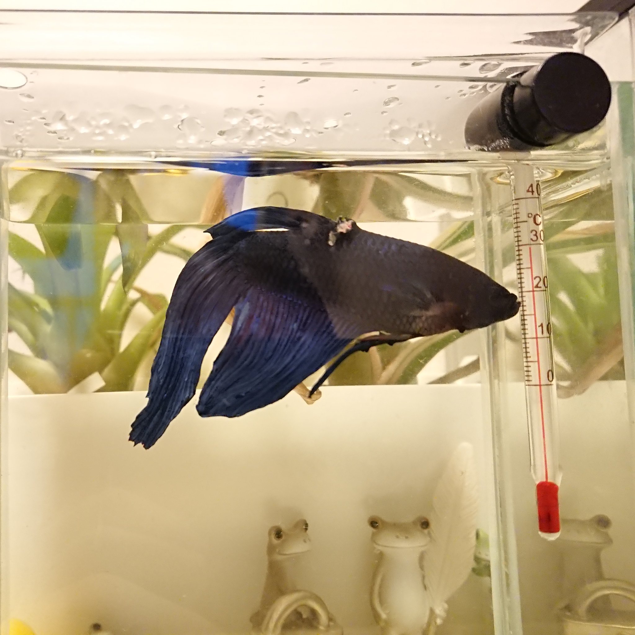 シン みどりのかえる 薬浴2日目 ボロボロだった尾びれは 溶けかけていた部分だけ 自然に取れて水槽の底に 落ちていました 今日は薬浴と並行して塩浴も 傷が痛々しいなぁ ベタ T Co Pe0jsnvsz0 Twitter