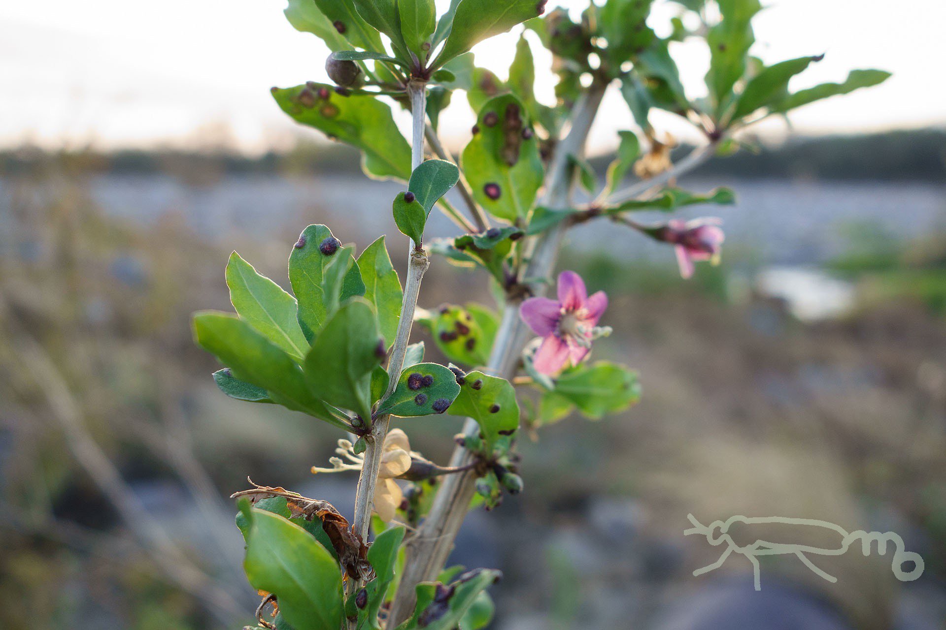 Mouuuusa 河川敷に紫色のクコの花が咲いている 葉には紫色の膨らみがたくさん クコハフクレフシ T Co Kyigeqtpao Twitter