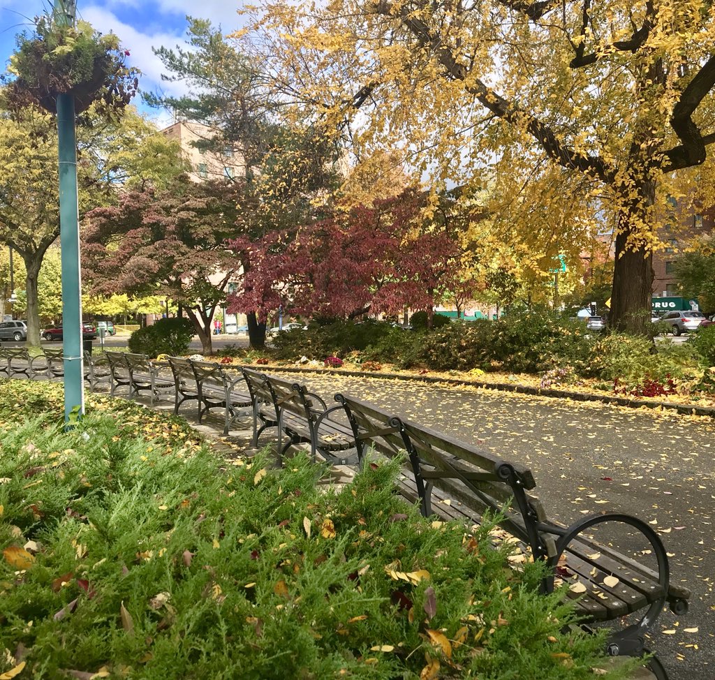 East Bronx #fallfoliage and #parkchesterOval for 10K number 88.   
#onehundred10KsforNYC
#bronxrunning