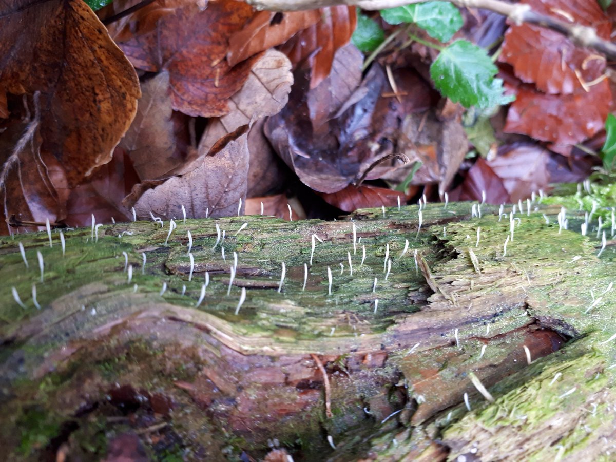 #Multiclavula
The great majority of #lichens have ascomycetes as the mycobiont. Of the 18,000 or so known lichens fewer than 50 have basidiomycete mycobionts and such lichens are referred to as #basidiolichens