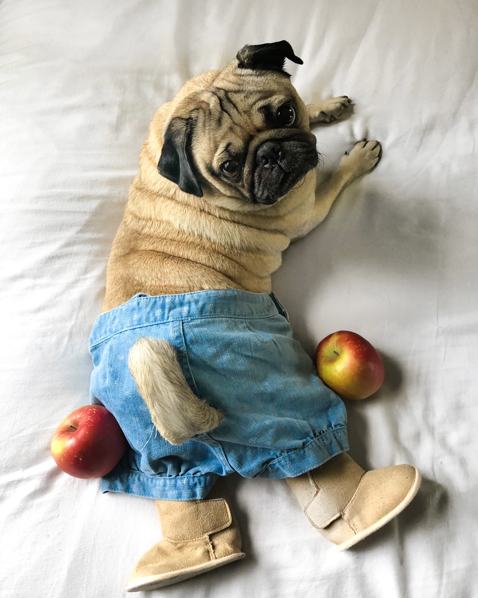Rig mand Tænke Vil Doug The Pug on X: "Shawty had them apple bottom jeans, boots with the fur  https://t.co/ERy7txCpR9" / X