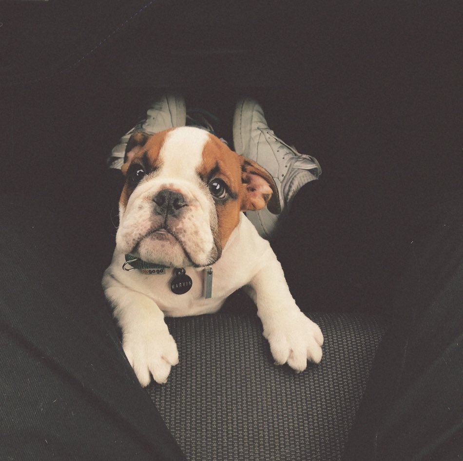 janksta1's tweet image. shotgun!