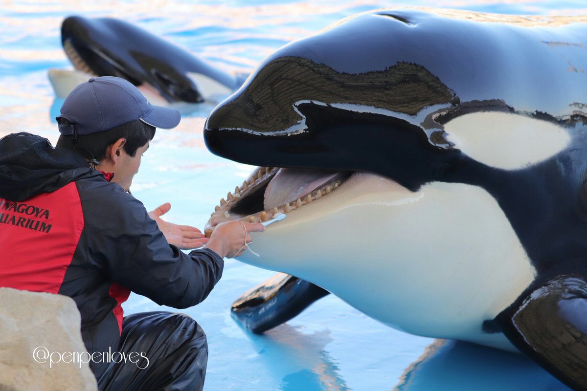 葉月はづき Penpenloves Tren Twitter 丁寧に歯磨きしてもらっているシャチのリンちゃん タイミングが良ければ歯磨きのトレーニングしているのを見ることが出来ます シャチ 名古屋港水族館 葉月はづき Penpenloves Tren Twitter 丁寧に歯磨きしてもらっているシャチのリンちゃん タイミングが良ければ歯磨きのトレーニングしているのを見ることが出来ます シャチ 名古屋港水族館
