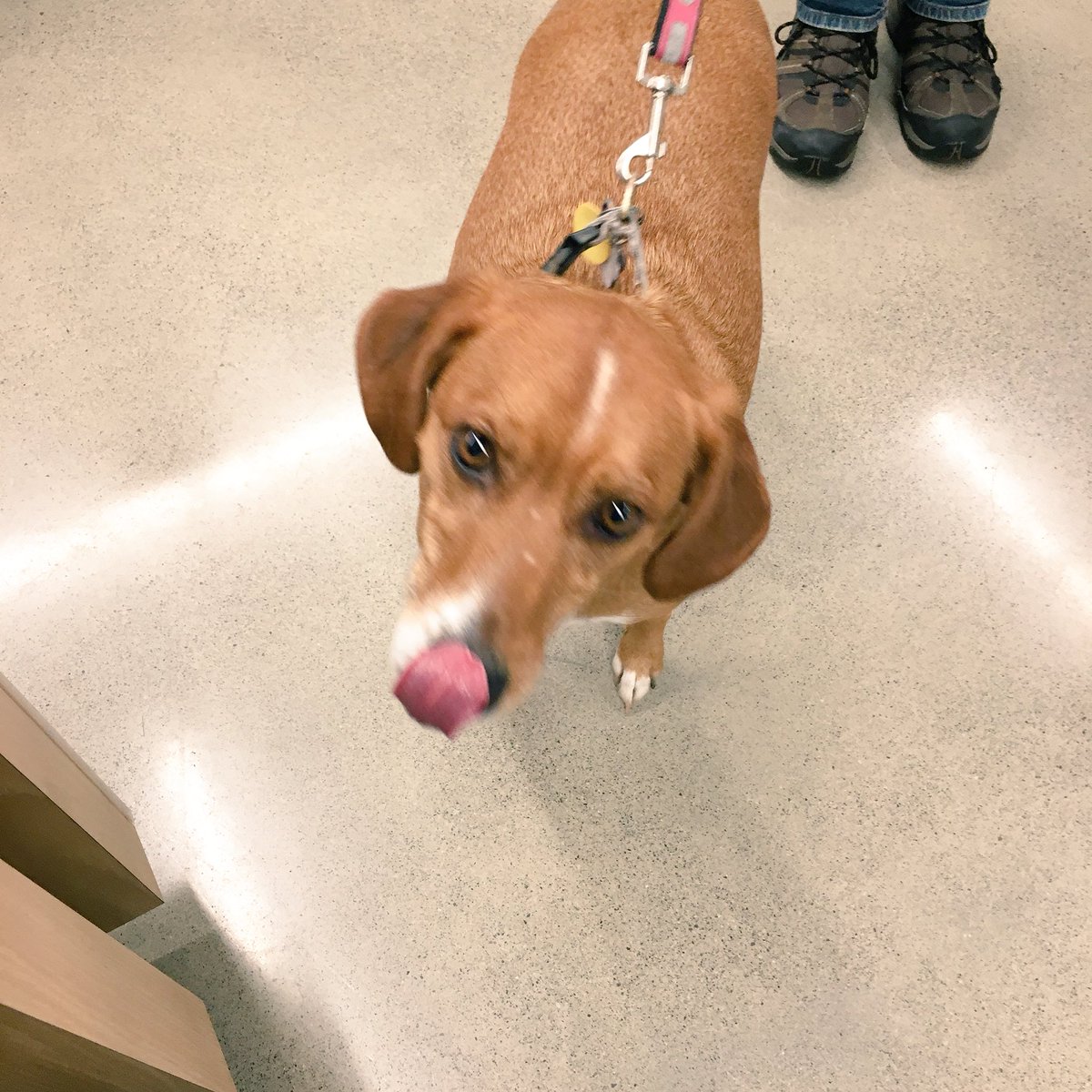 Brampton Corners PetSmart tweet media
