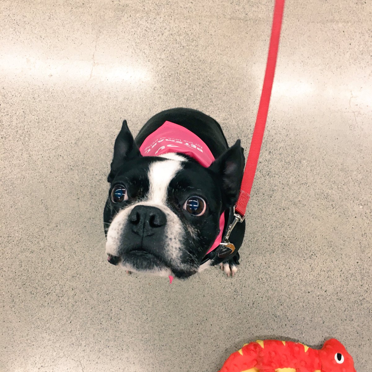 🤤TREATS?!?! WHERE? 😬#treatyourself #treats #petsmart #SampleSaturday