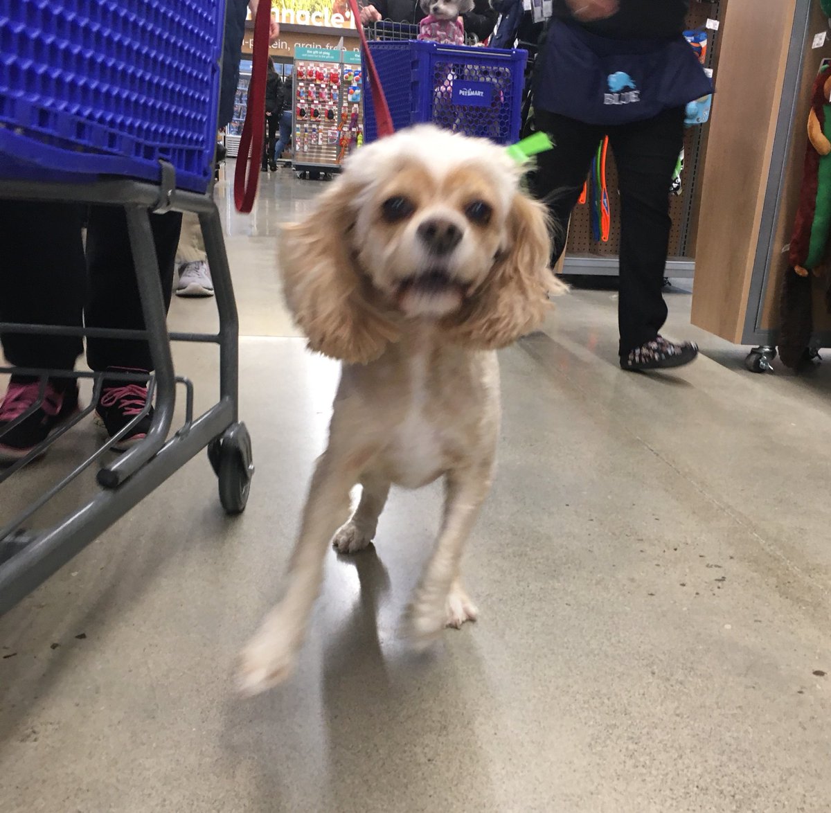 Brampton Corners PetSmart tweet media