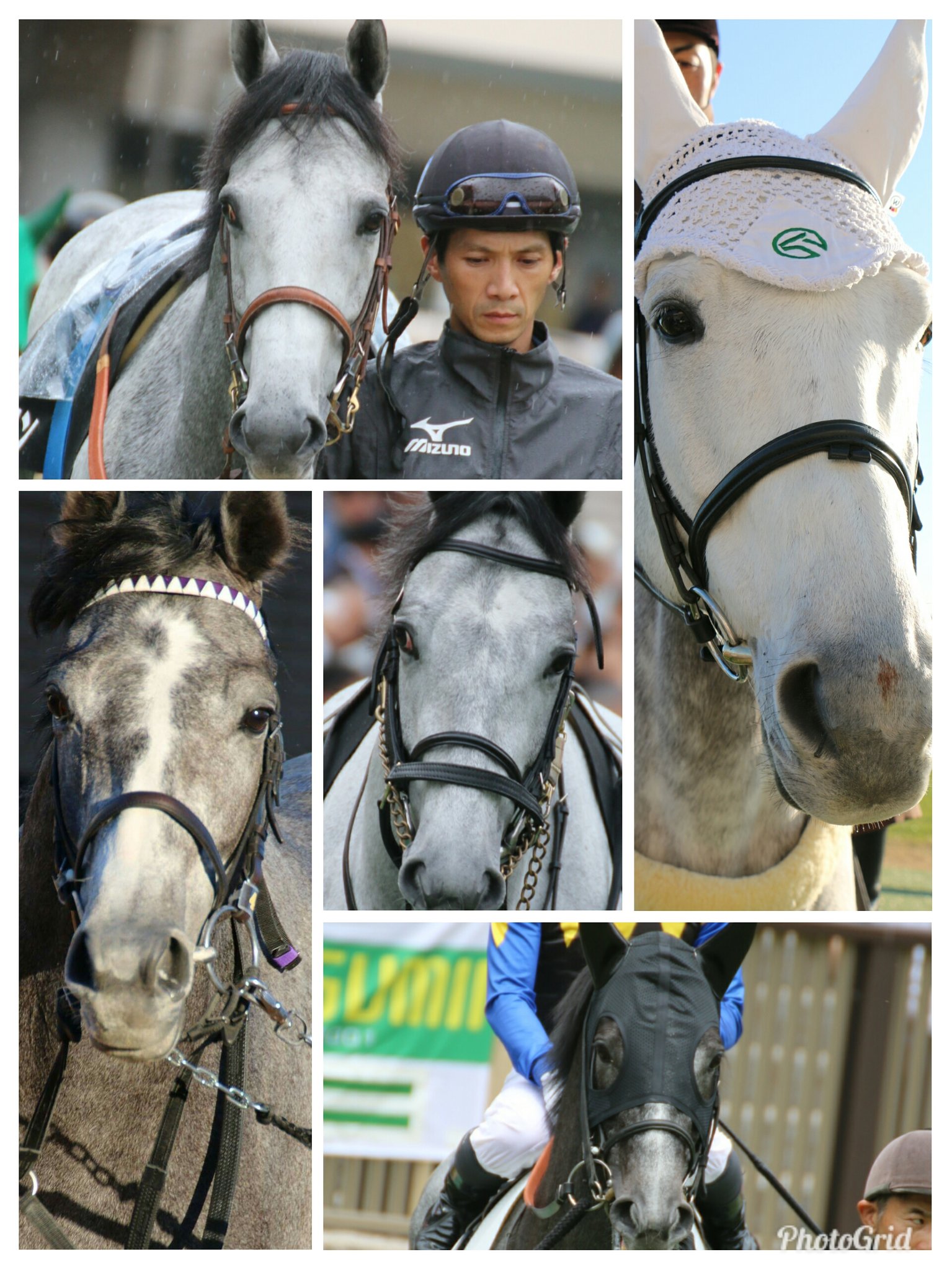 夕夏 ミスパスカリ一族 ハワイアンソルト マウントロブソン ポポカテペトル シエラネバダ ボスジラ とにかくみんな可愛いんですが ロブソンとボスジラ ソルトとポポちゃんがそれぞれ似ていて シエラネバダは格好いい系なのかな T Co
