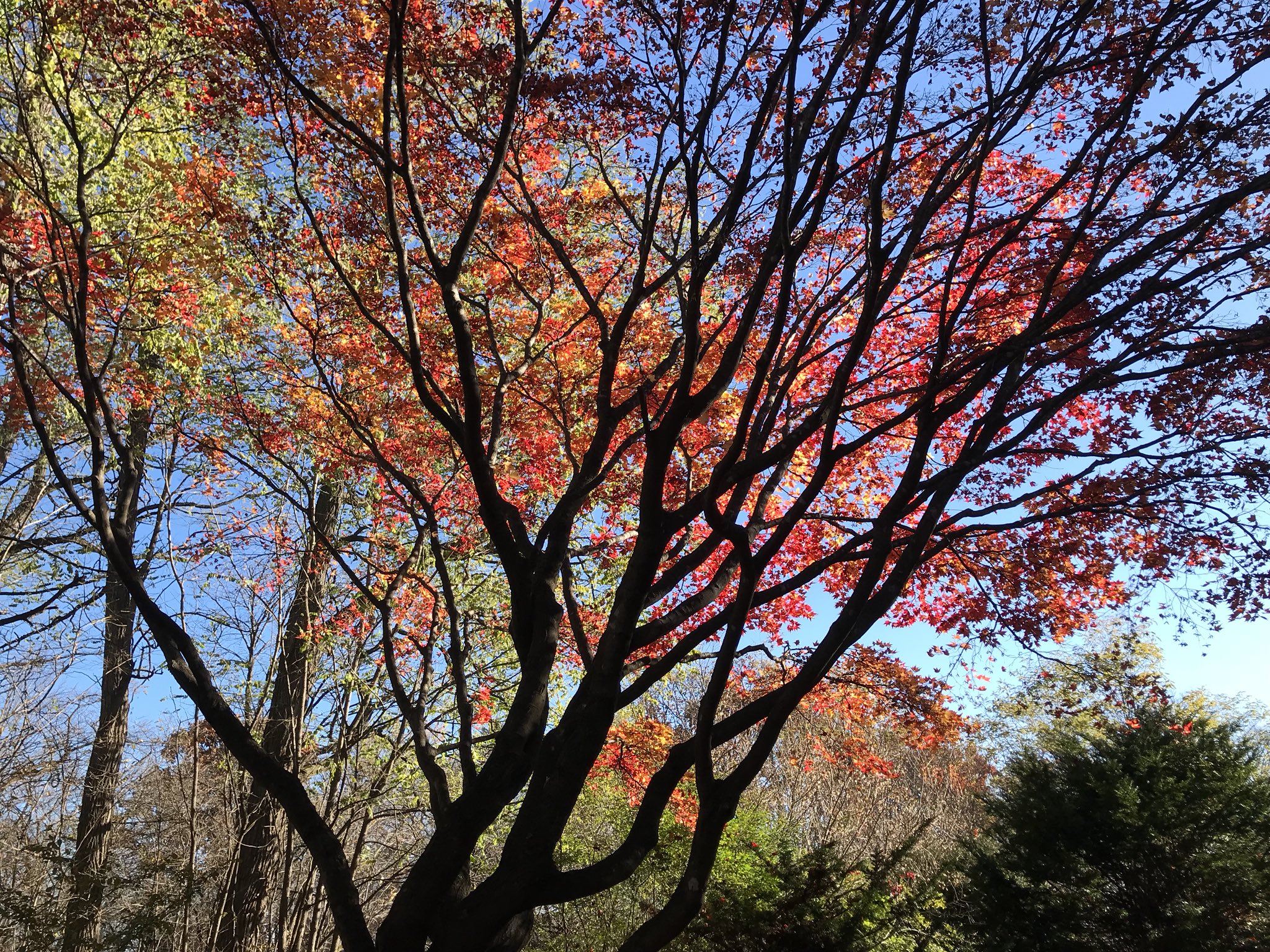 北烏 きたから 今日の十勝紅葉 帯広市緑ヶ丘公園 ピークは過ぎていましたが 十分紅葉狩りを楽しめました 十勝 帯広市 緑ヶ丘公園 紅葉18 T Co Kuuhs3cin6 Twitter