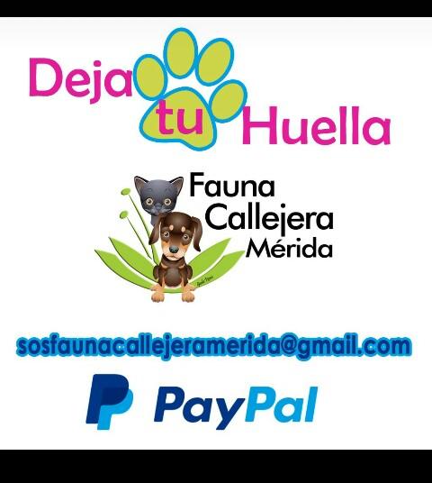 SOSFaunaMerida's tweet image. Con tu aporte ayudas a la alimentación. Salud. Medicinas . higiene.