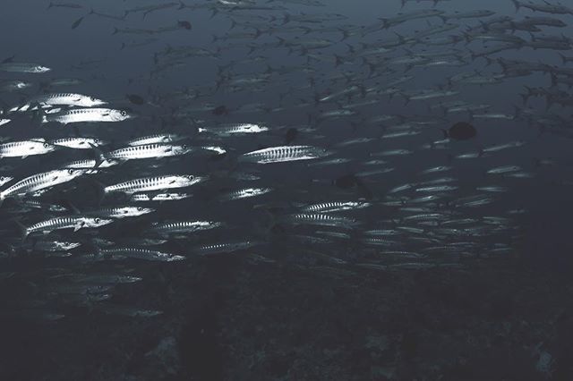 CompMarRosso's tweet photo. #bright in the #dark 
#lacompagnia #cdmr #photooftheday #travel #holidays #nature #life #savetheocean #savetheplanet #saveearth #sustainabletourism #nelblu #underwater #underwaterphotography #deep #redsea #liveaboard #marinelife #scuba #diving #scubadivi… https://t.co/S7PR5JlLCe https://t.co/nnRSku5UaP