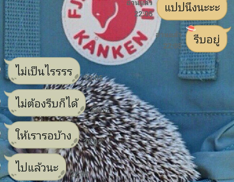 ไข่ตุ๋นกับแซลม่อน tweet media